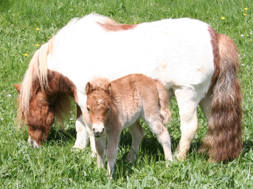 2022 Chevy High Country 2500 Diesel Price