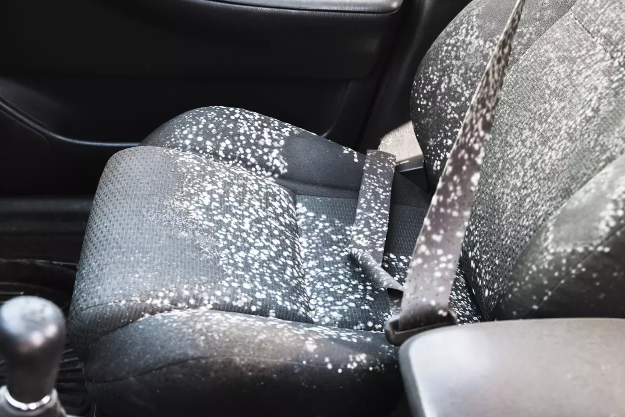 How To Treat Mold In Car
