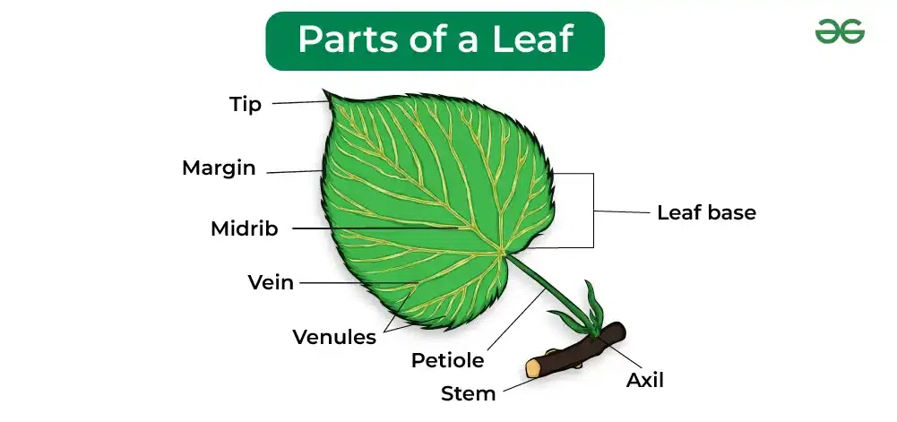 What Is A Leaf Made Out Of
