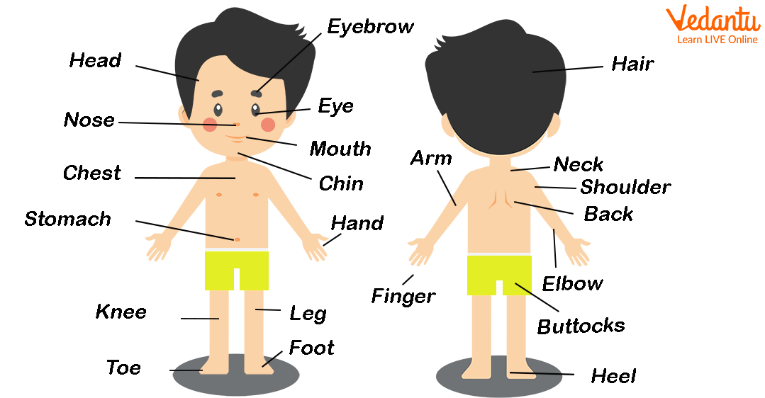 Diagram Of Parts Of The Body