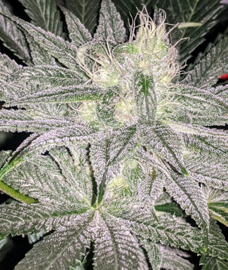 Cross Of The Titans Strain
