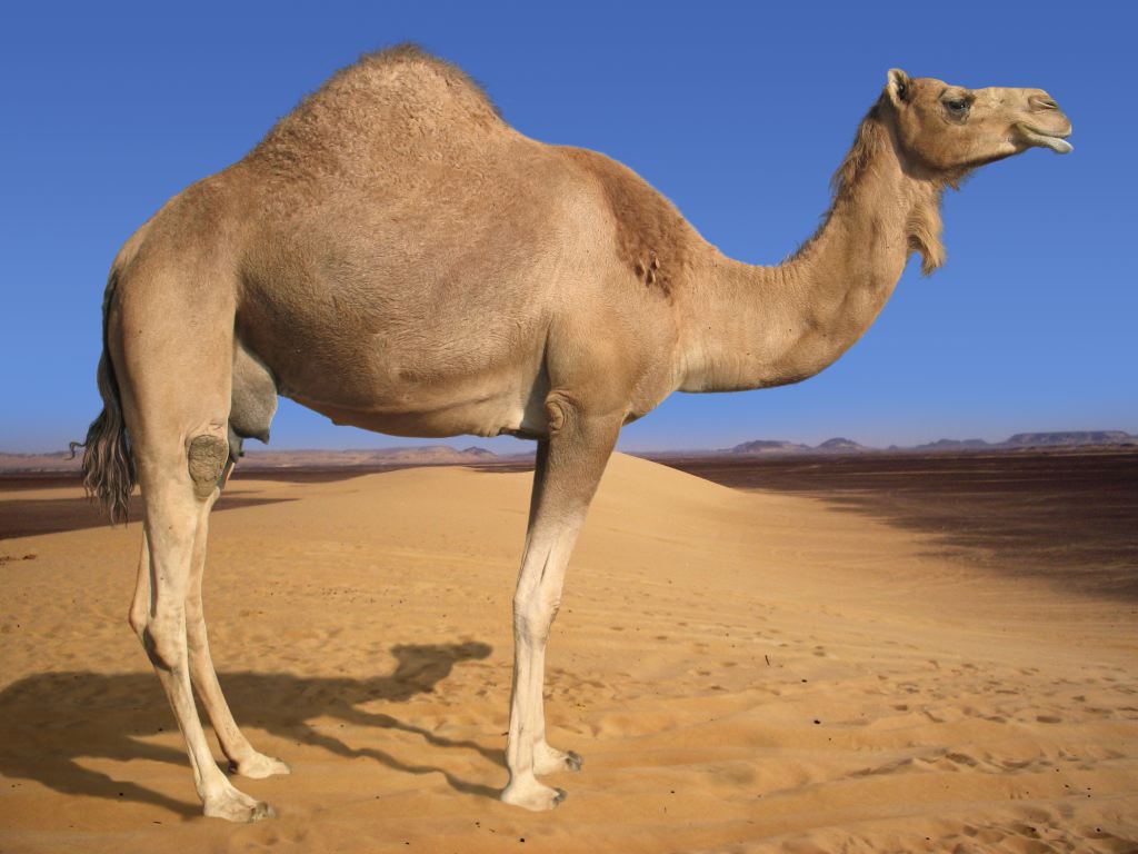Show Me A Picture Of A Camel