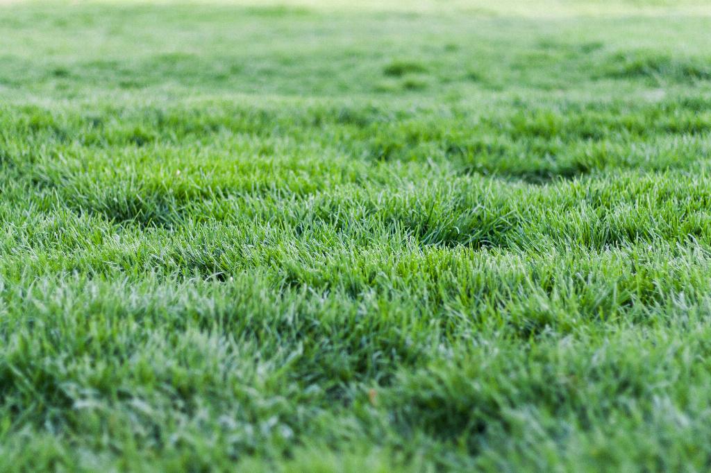 Should I Use Synthetic Oil In My Lawn Mower