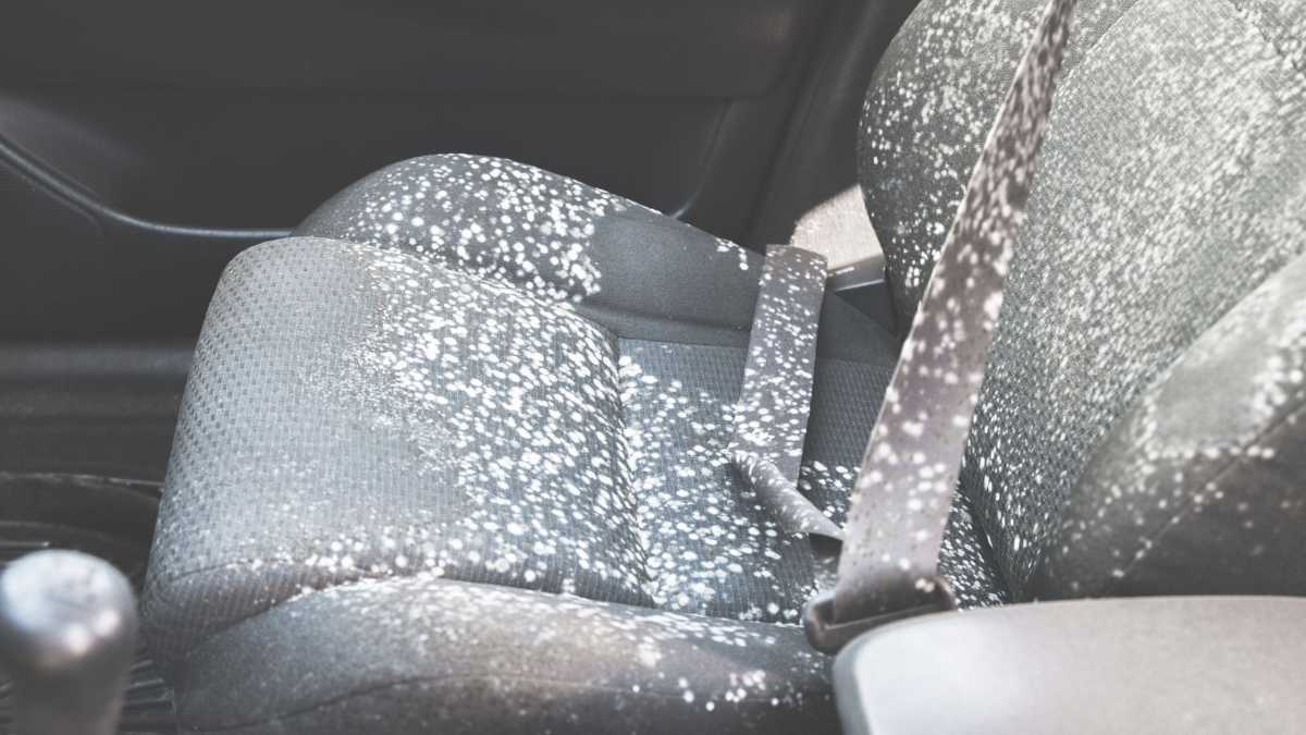 How To Kill Mold In Car