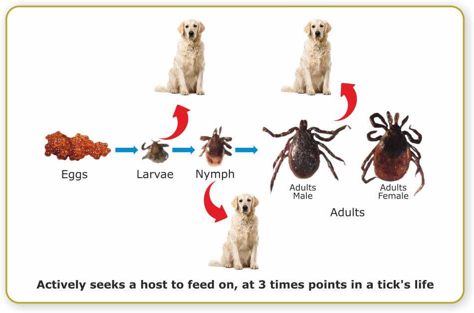 When Do Ticks Start Coming Out