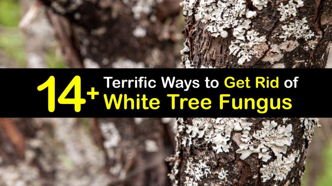 How To Get Rid Of Mold In Trunk