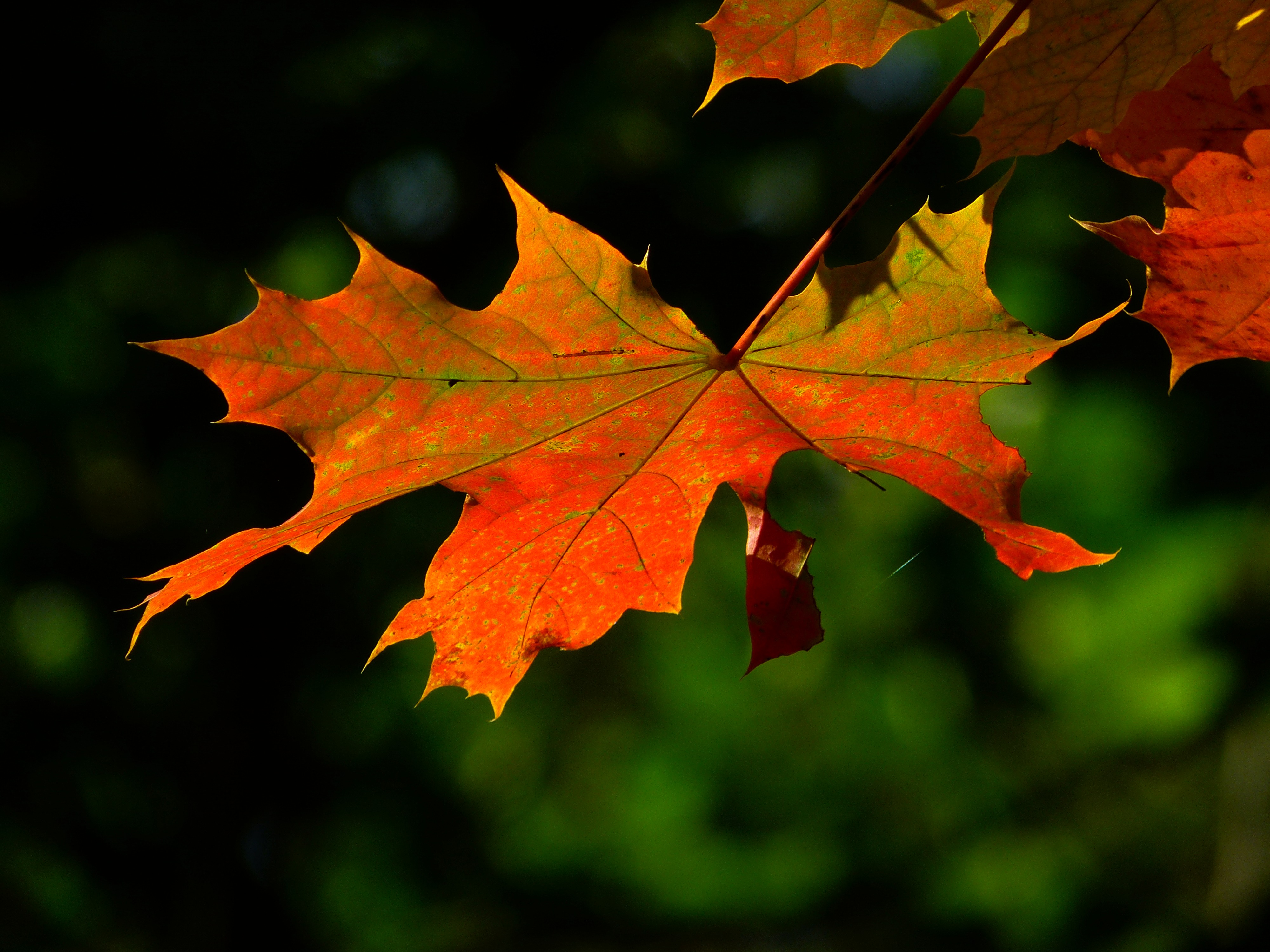 Show Me A Picture Of A Leaf