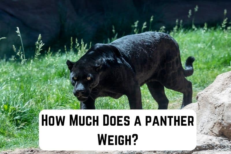 How Much Does A Panther Weigh
