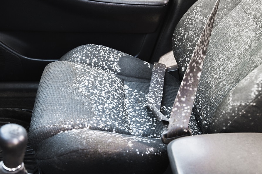 How To Clean Moldy Car Interior
