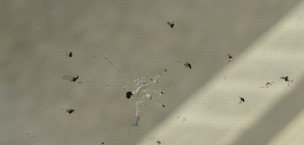 How To Clean Baked On Bugs Off Windshield