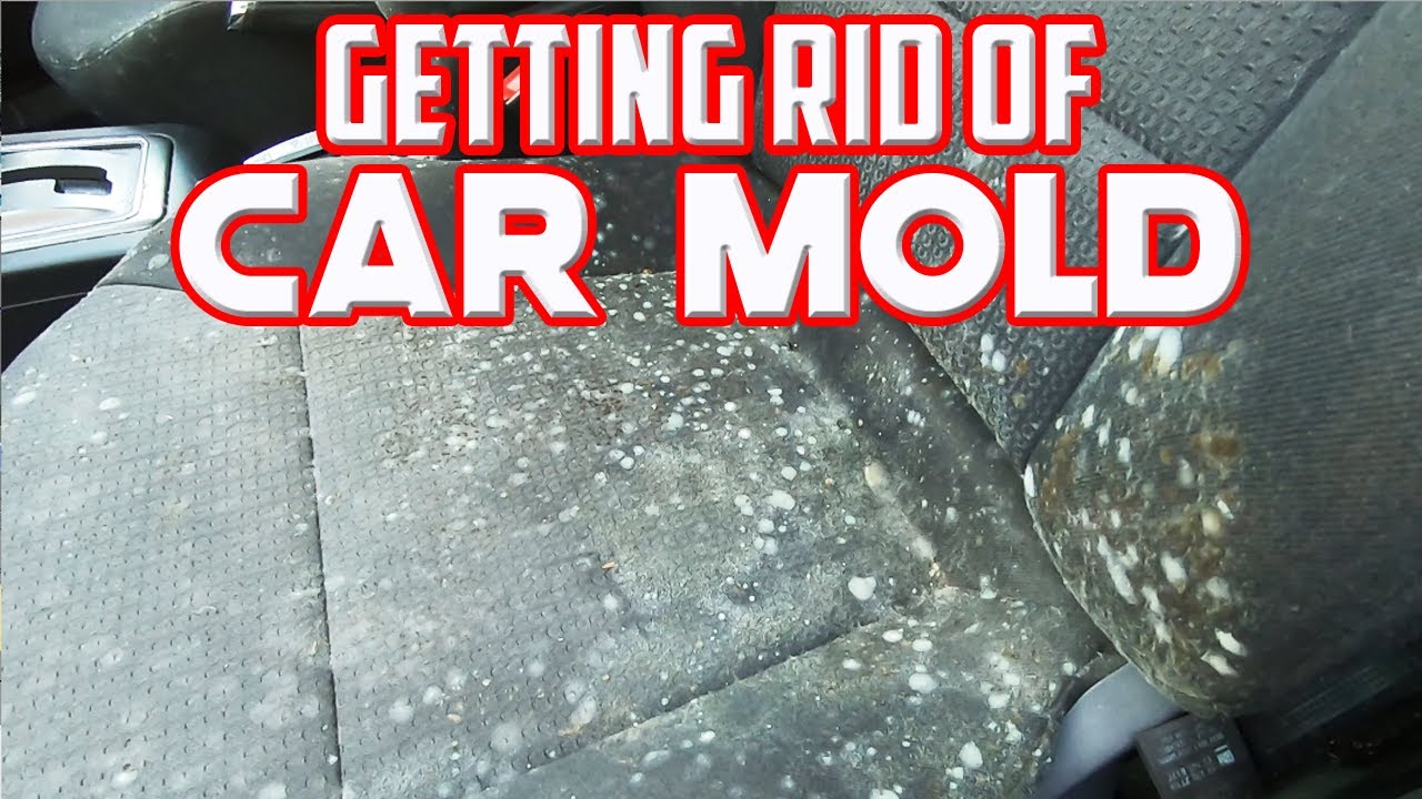 How To Get Mold Out Of Car Carpet