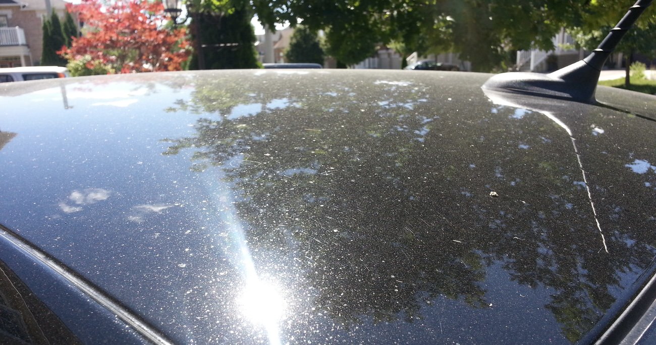 How To Prevent Tree Sap On Car Windshield