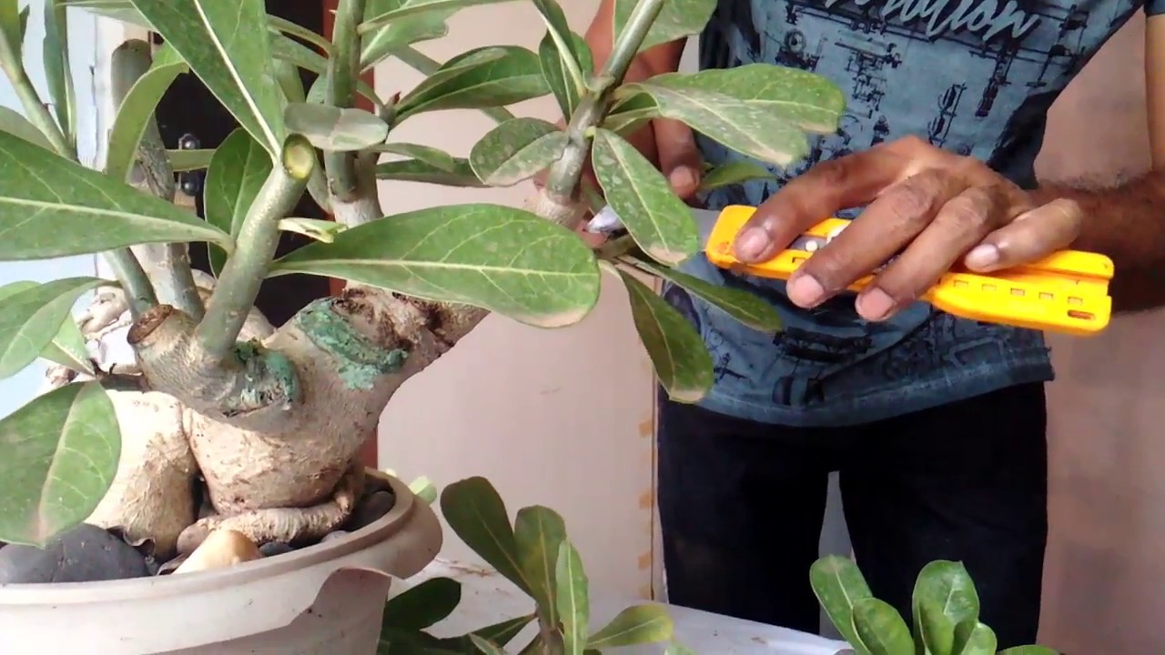How To Trim A Desert Rose