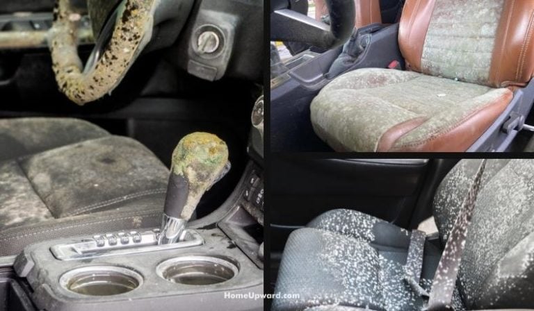 How Do You Get Mold In Your Car