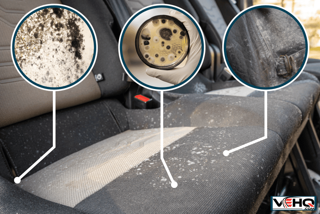 How To Kill Mold In A Car