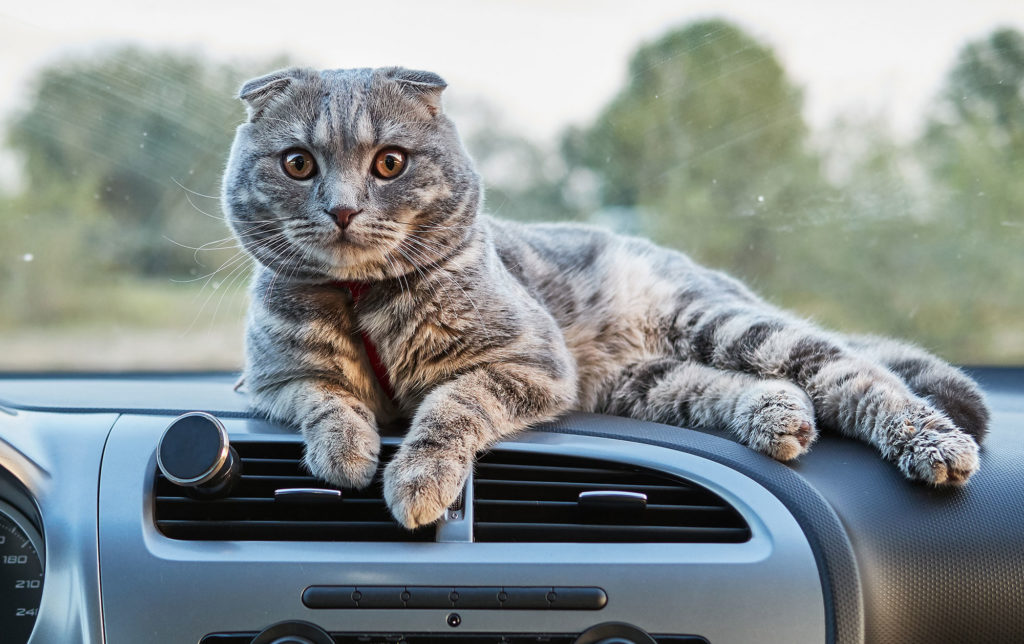 What Are Cats On A Car