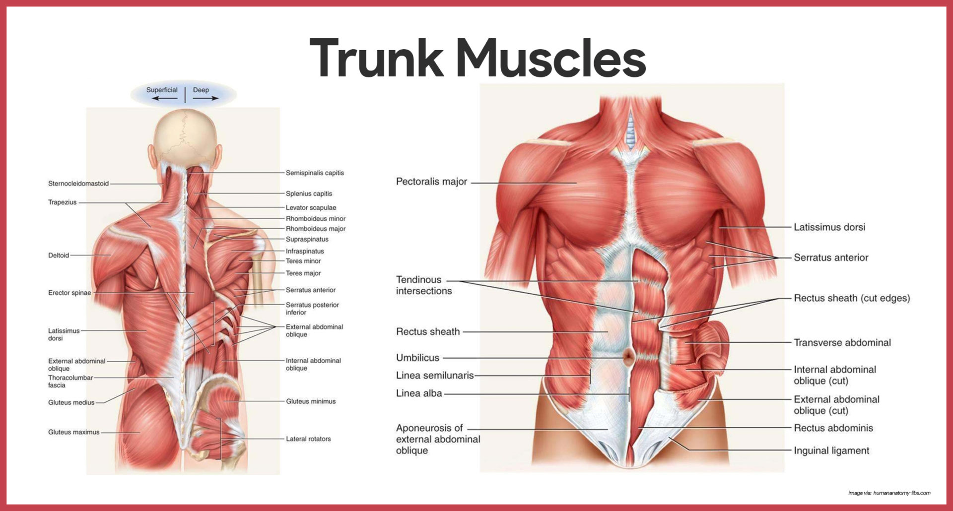 What Body Part Is The Trunk