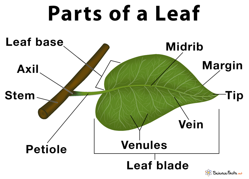 What Are The Parts Of Leaf
