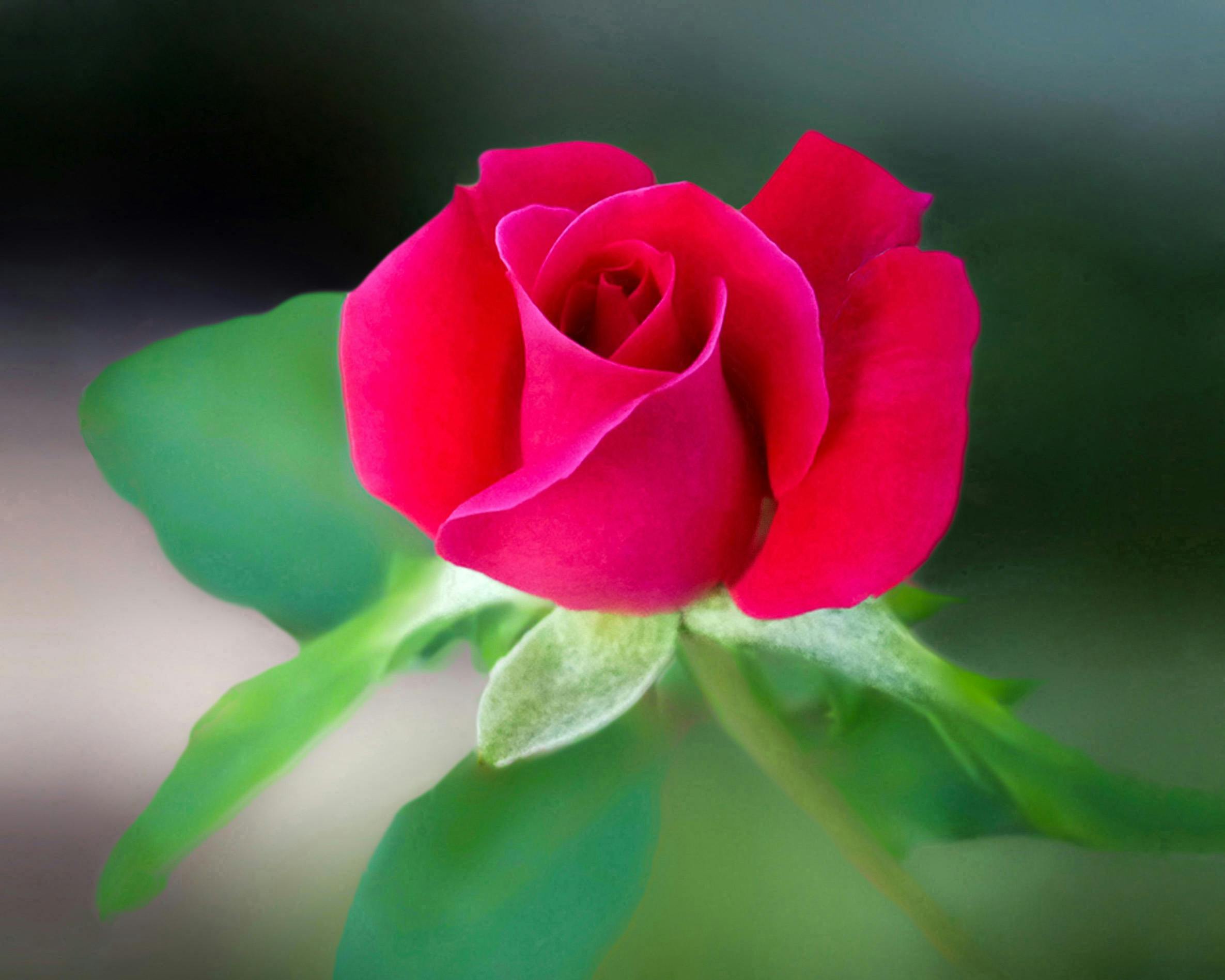 Show Me A Picture Of A Rose