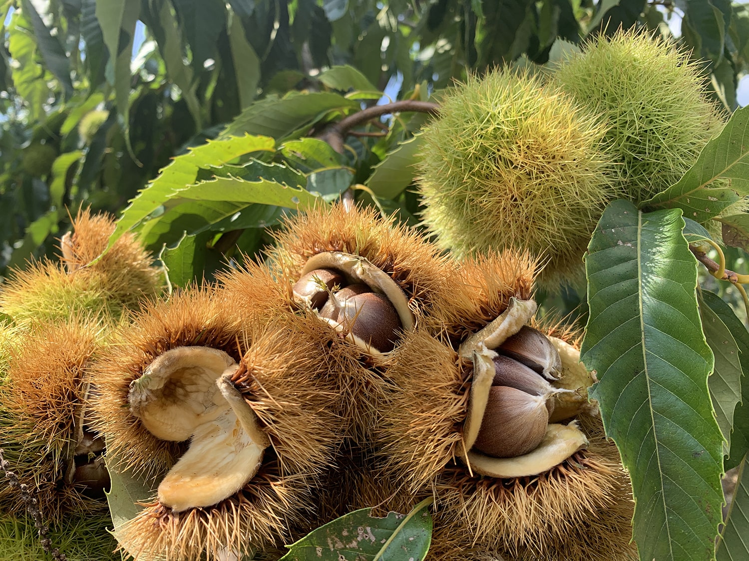 Show Me A Picture Of A Chestnut